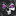 'darklabs.pro' icon